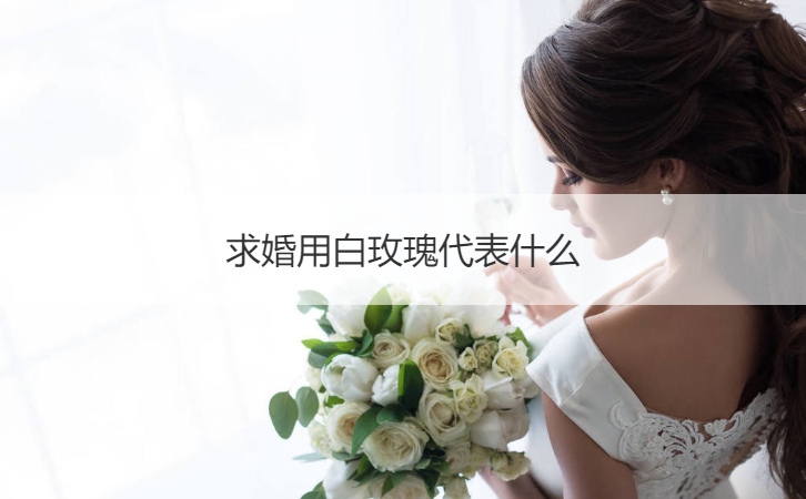 求婚用白玫瑰表示什么意思